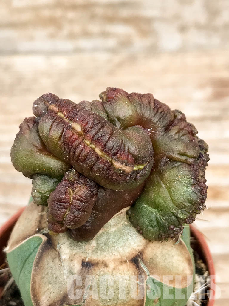 SHPR6759 Echinopsis sp. cv. "CHOCOLATE" f. mostruosa cristata