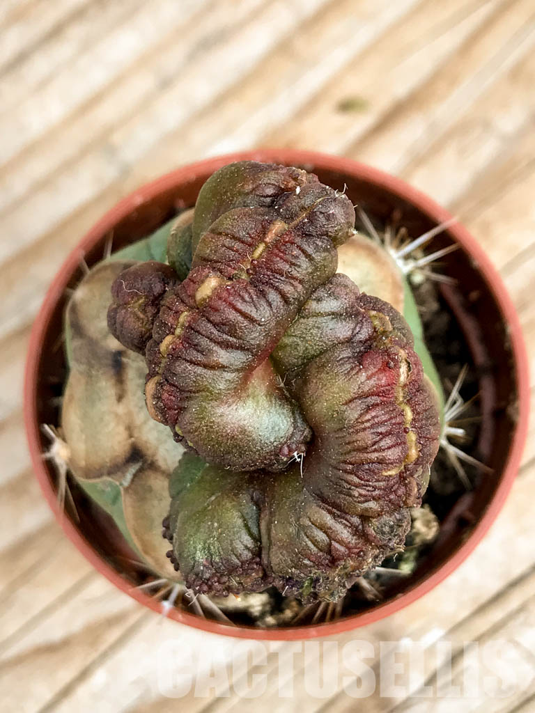 SHPR6759 Echinopsis sp. cv. "CHOCOLATE" f. mostruosa cristata - Image 4