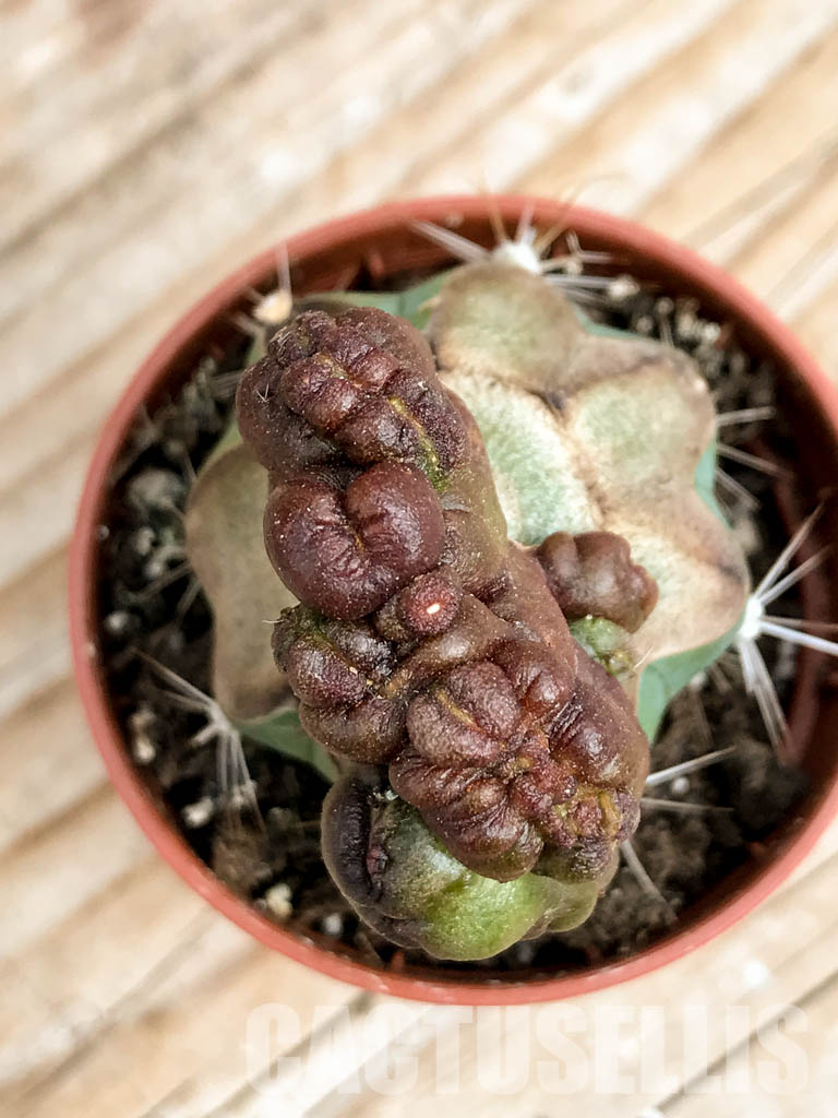 SHPR6759 Echinopsis sp. cv. "CHOCOLATE" f. mostruosa cristata - Image 5