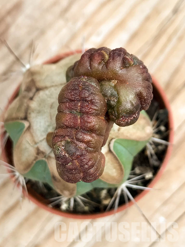 SHPR6759 Echinopsis sp. cv. "CHOCOLATE" f. mostruosa cristata - Image 6