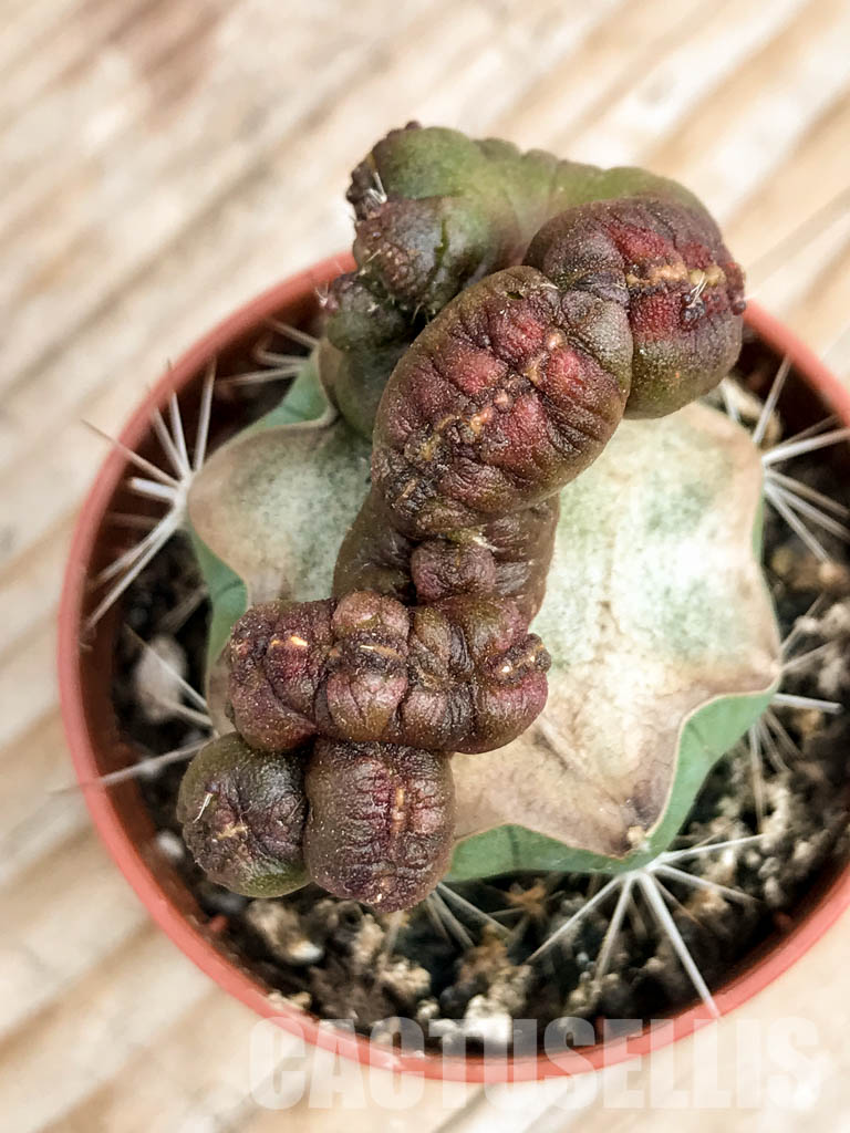 SHPR6759 Echinopsis sp. cv. "CHOCOLATE" f. mostruosa cristata - Image 7