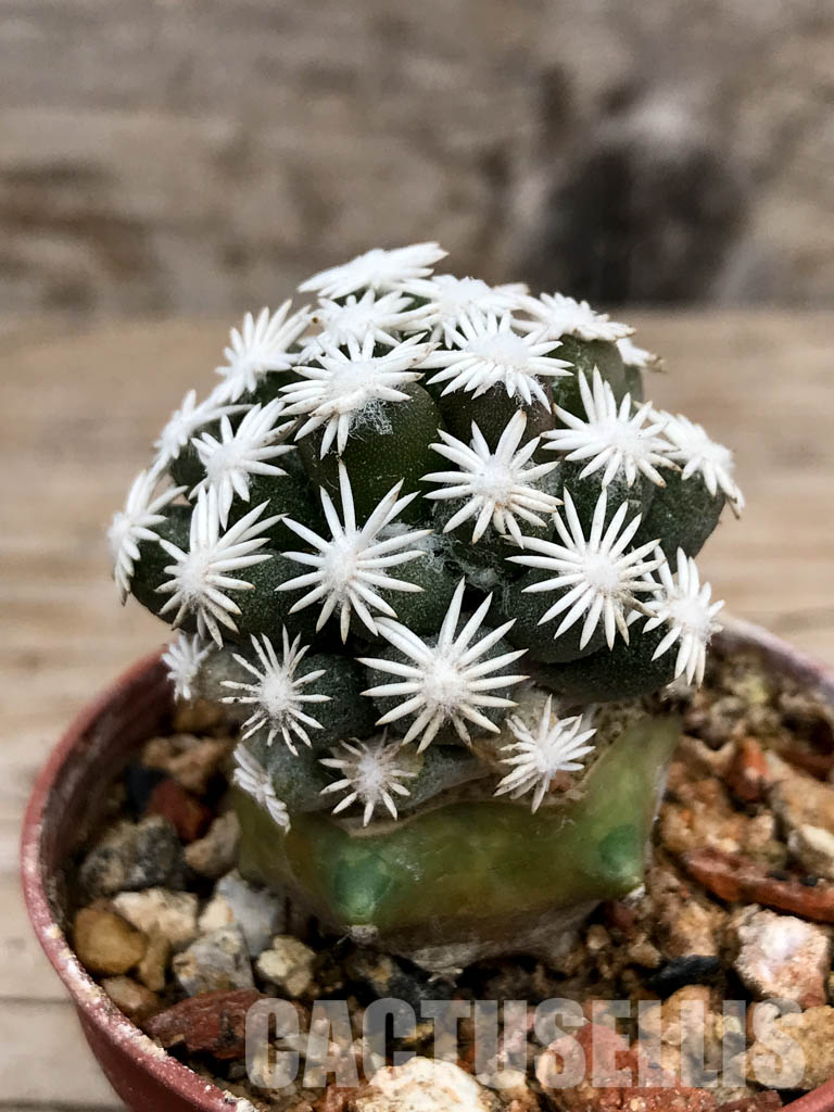 SHPR6763 Escobaria abdita - Зображення 2