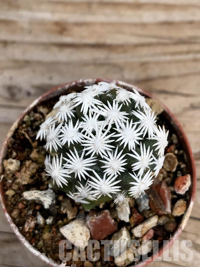 SHPR6763 Escobaria abdita - Зображення 3