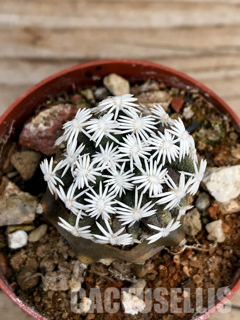 SHPR6763 Escobaria abdita - Зображення 4