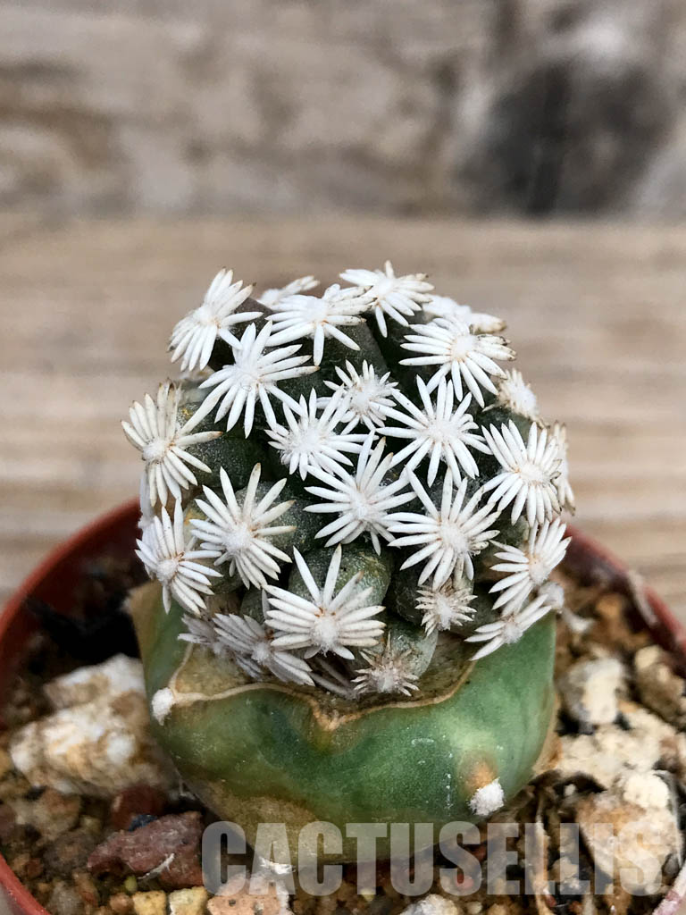 SHPR6763 Escobaria abdita