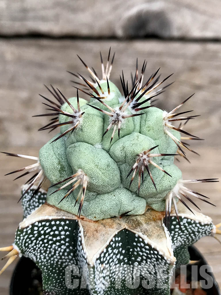 SHPR6764 Ortegocactus macdougallii