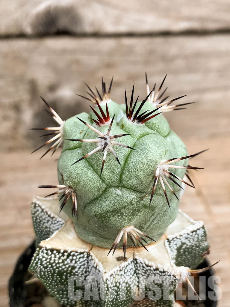 SHPR6764 Ortegocactus macdougallii - 画像 (3)