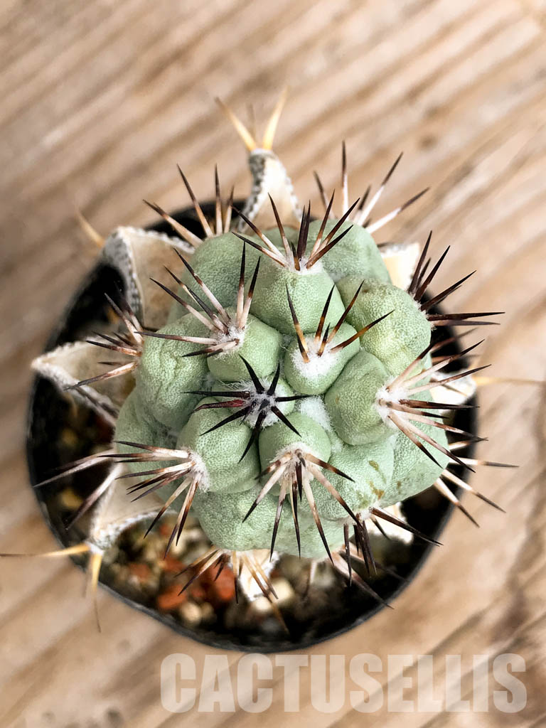 SHPR6764 Ortegocactus macdougallii - 画像 (4)