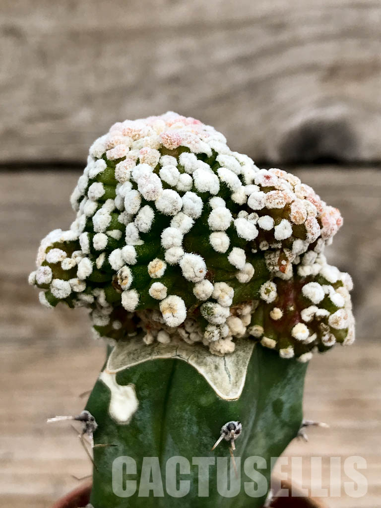 SHPR6765 Mammillaria luethyi f. monstruosa