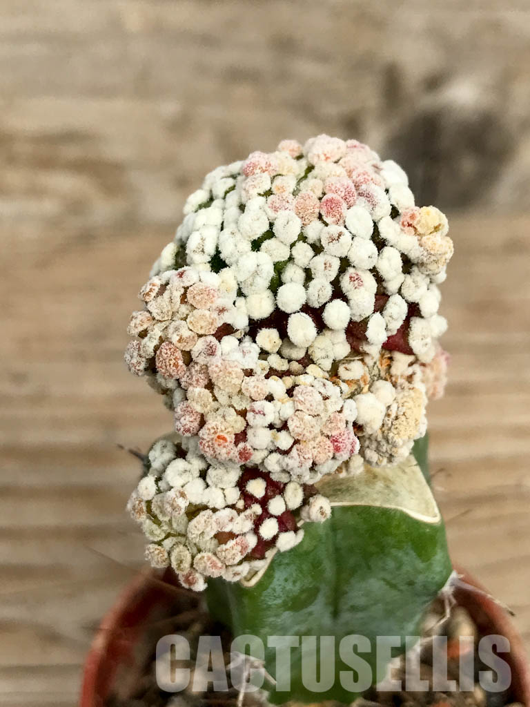 SHPR6765 Mammillaria luethyi f. monstruosa - Obrázek 3