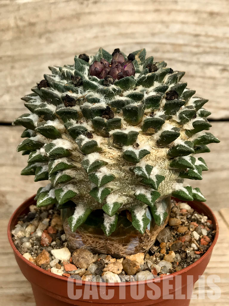 SHPR6772 Ariocarpus kotschoubeyanus subsp. elephantidens, Vista hermosa, Queretaro, Mexico - Imagen 2