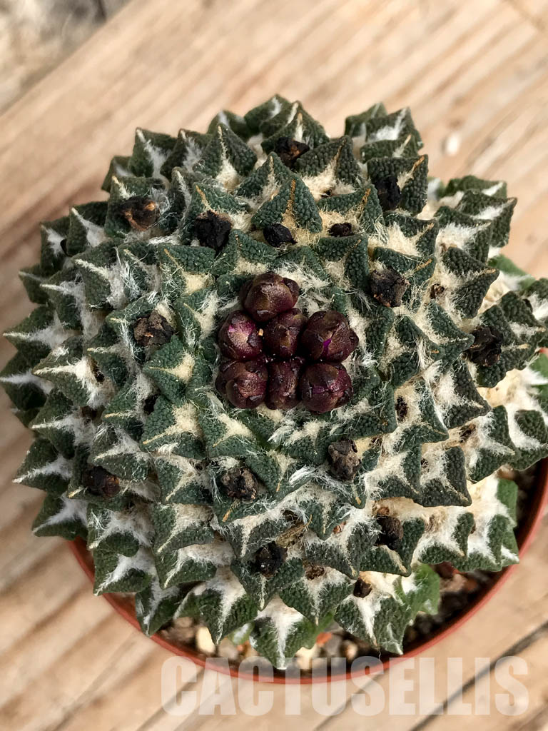 SHPR6772 Ariocarpus kotschoubeyanus subsp. elephantidens, Vista hermosa, Queretaro, Mexico - Imagen 3