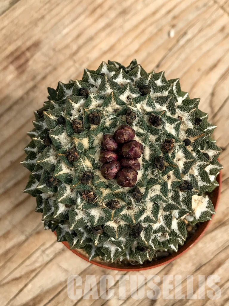 SHPR6772 Ariocarpus kotschoubeyanus subsp. elephantidens, Vista hermosa, Queretaro, Mexico - Imagen 4