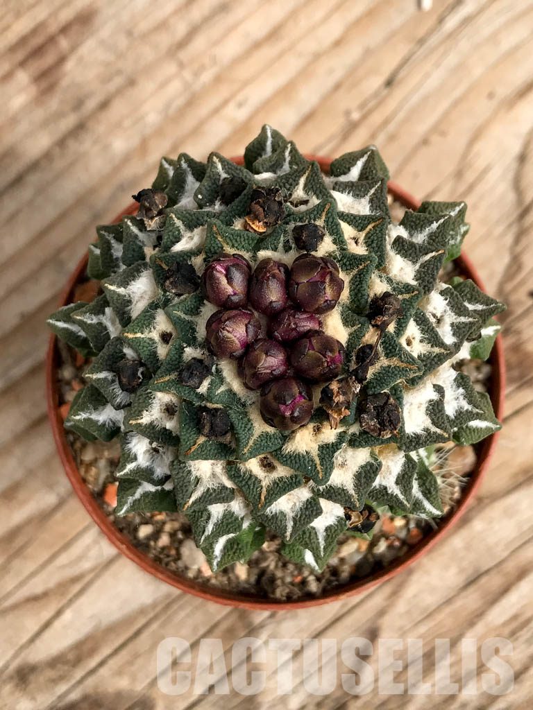 SHPR6772 Ariocarpus kotschoubeyanus subsp. elephantidens, Vista hermosa, Queretaro, Mexico - Imagen 5