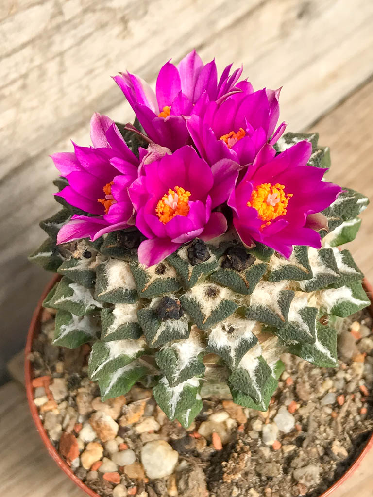 SHPR6772 Ariocarpus kotschoubeyanus subsp. elephantidens, Vista hermosa, Queretaro, Mexico