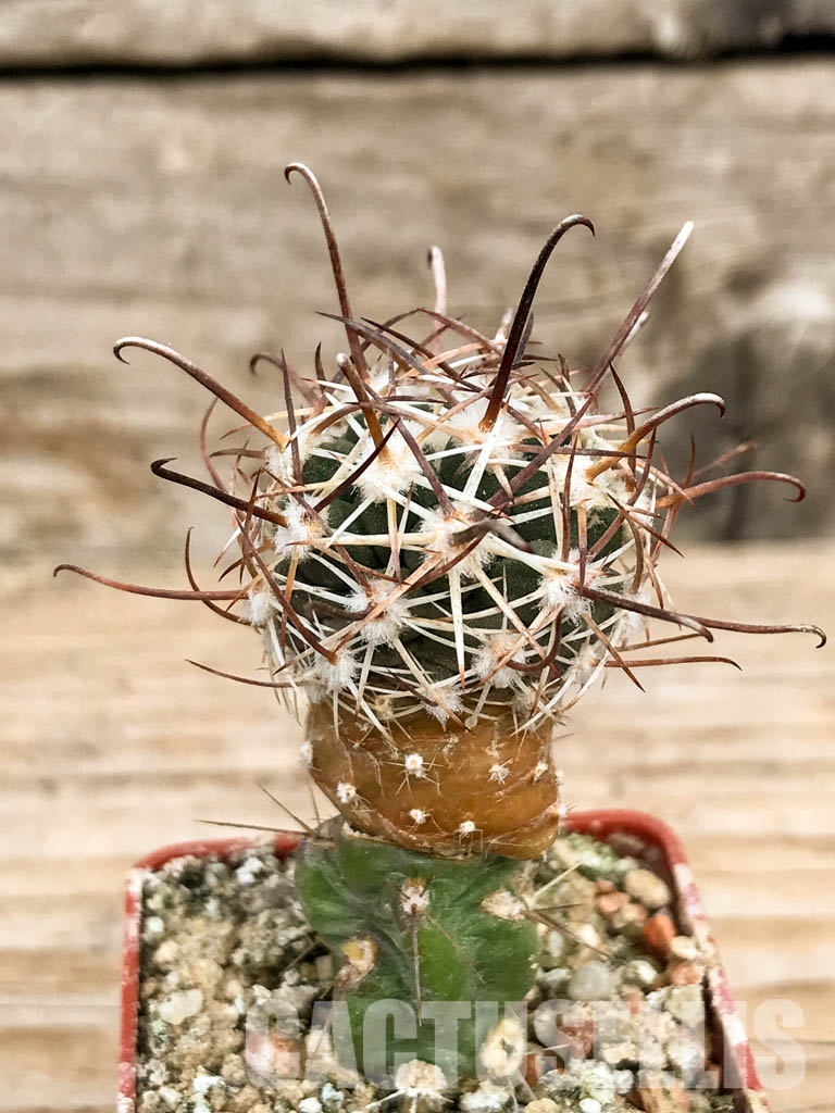 SHPR6773 Sclerocactus whipplei FH 53, Holbrook 1600m - Imagen 2