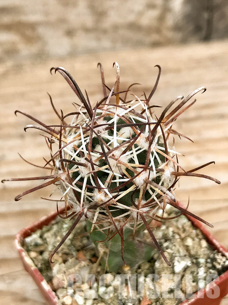 SHPR6773 Sclerocactus whipplei FH 53, Holbrook 1600m