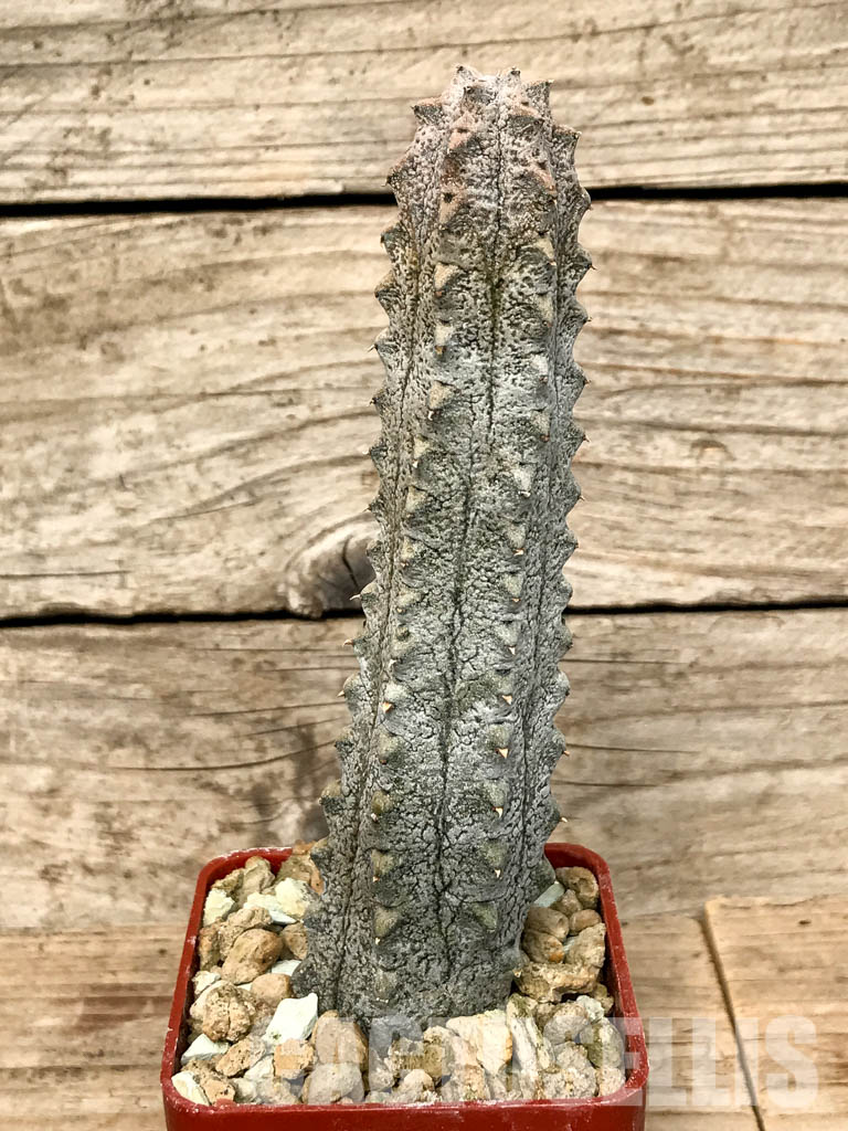 SHPR6776 Euphorbia abdelkuri, Abd al Kuri island, Yemen, own roots - Image 2