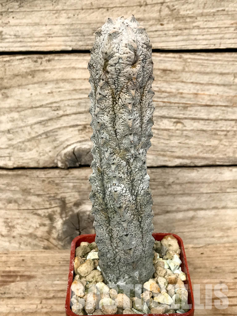 SHPR6776 Euphorbia abdelkuri, Abd al Kuri island, Yemen, own roots