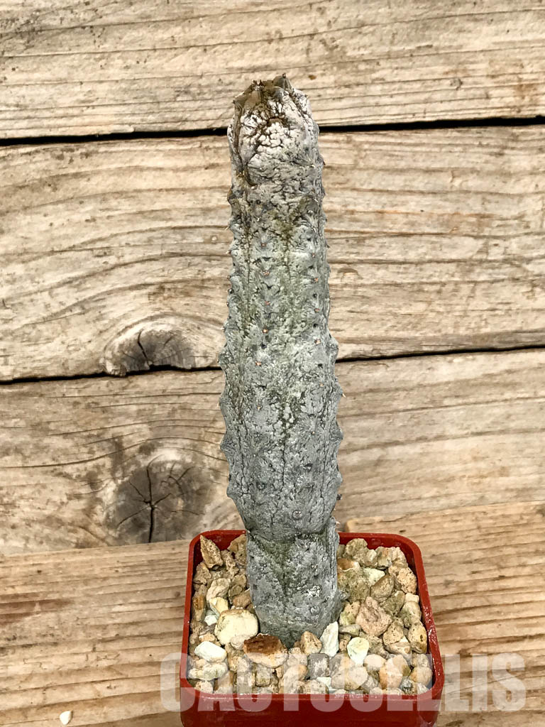 SHPR6776 Euphorbia abdelkuri, Abd al Kuri island, Yemen, own roots - Image 4