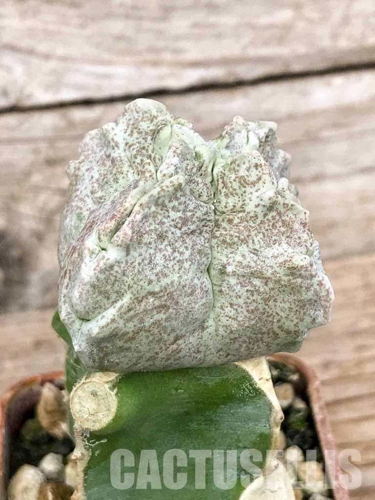 SHPR6777 Whitesloanea crassa, Northern Somalia, grafted - Image 3