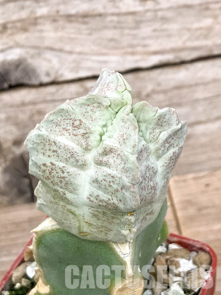 SHPR6777 Whitesloanea crassa, Northern Somalia, grafted - Image 4