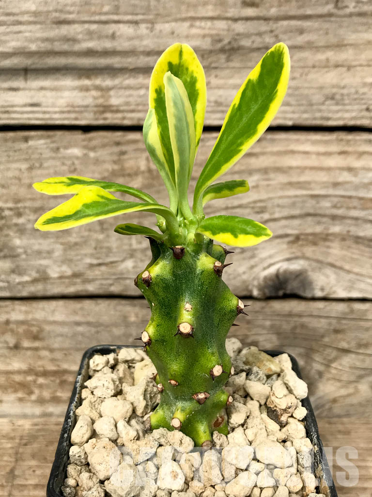 SHPR6783 Euphorbia neriifolia variegata