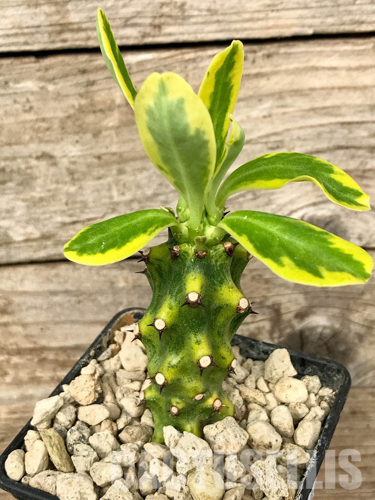 SHPR6783 Euphorbia neriifolia variegata - Imagen 3