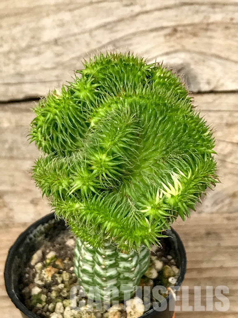 SHPR6784 Euphorbia susannae f. cristata - Image 2