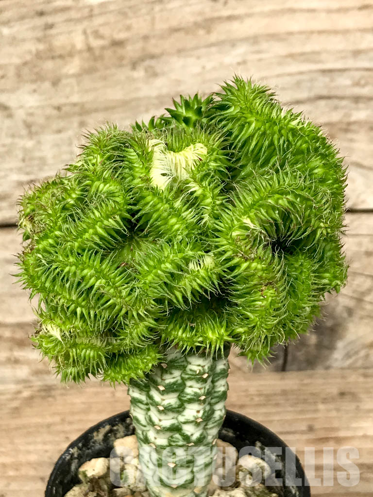 SHPR6784 Euphorbia susannae f. cristata