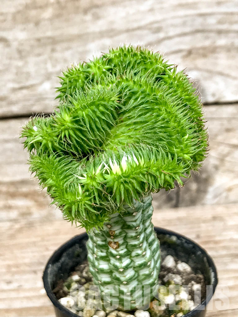 SHPR6785 Euphorbia susannae f. cristata