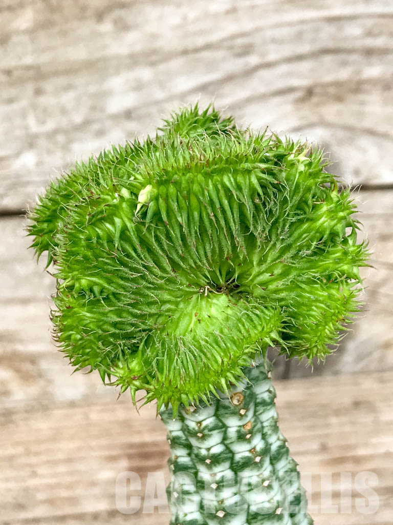 SHPR6785 Euphorbia susannae f. cristata - immagine 3