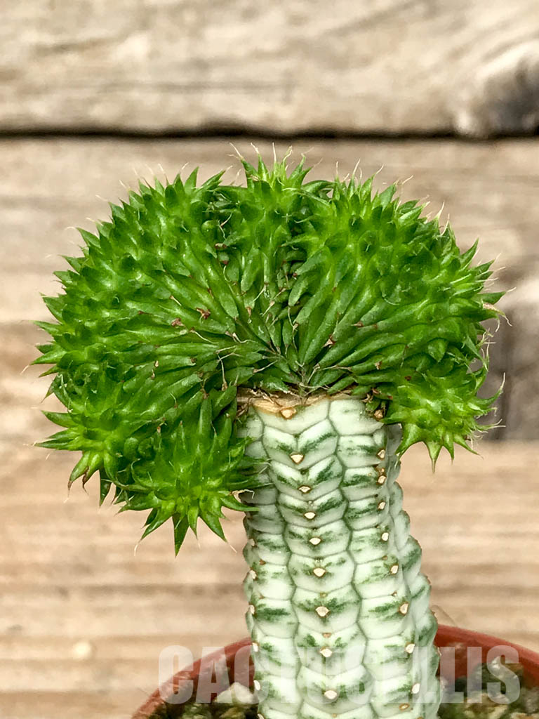 SHPR6786 Euphorbia susannae f. cristata - immagine 2