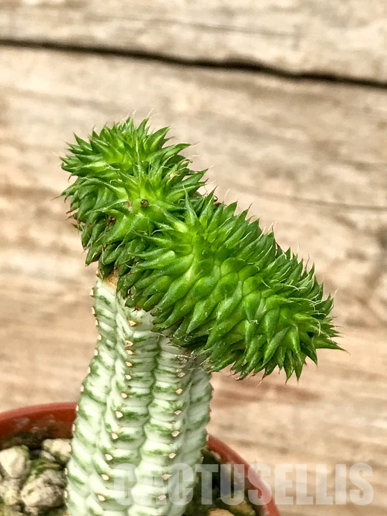 SHPR6786 Euphorbia susannae f. cristata - immagine 3
