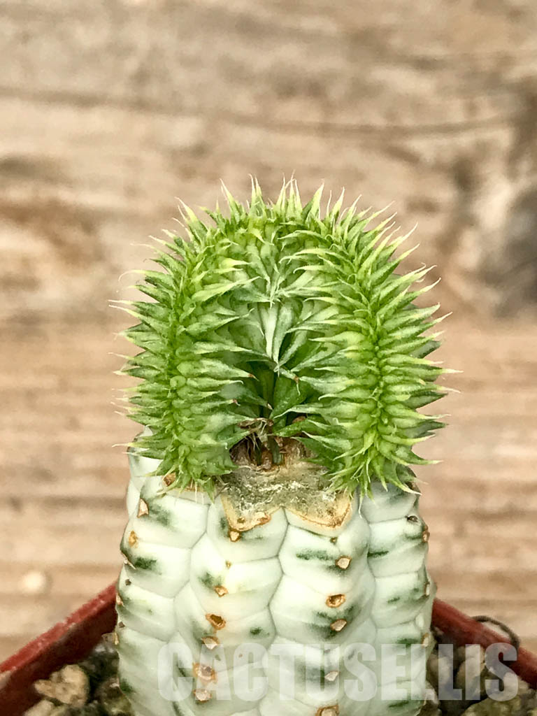 SHPR6787 Euphorbia susannae f. cristata variegata - Image 2