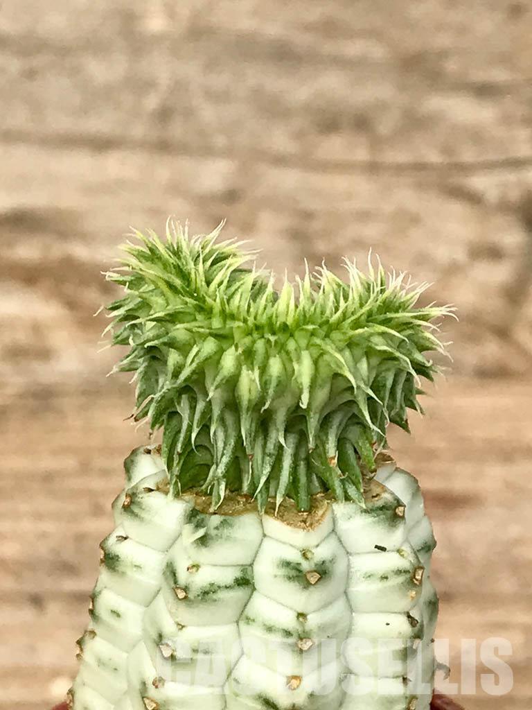 SHPR6787 Euphorbia susannae f. cristata variegata - Image 3