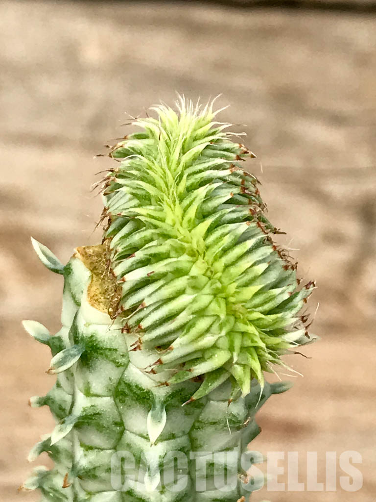 SHPR6787 Euphorbia susannae f. cristata variegata - Image 4