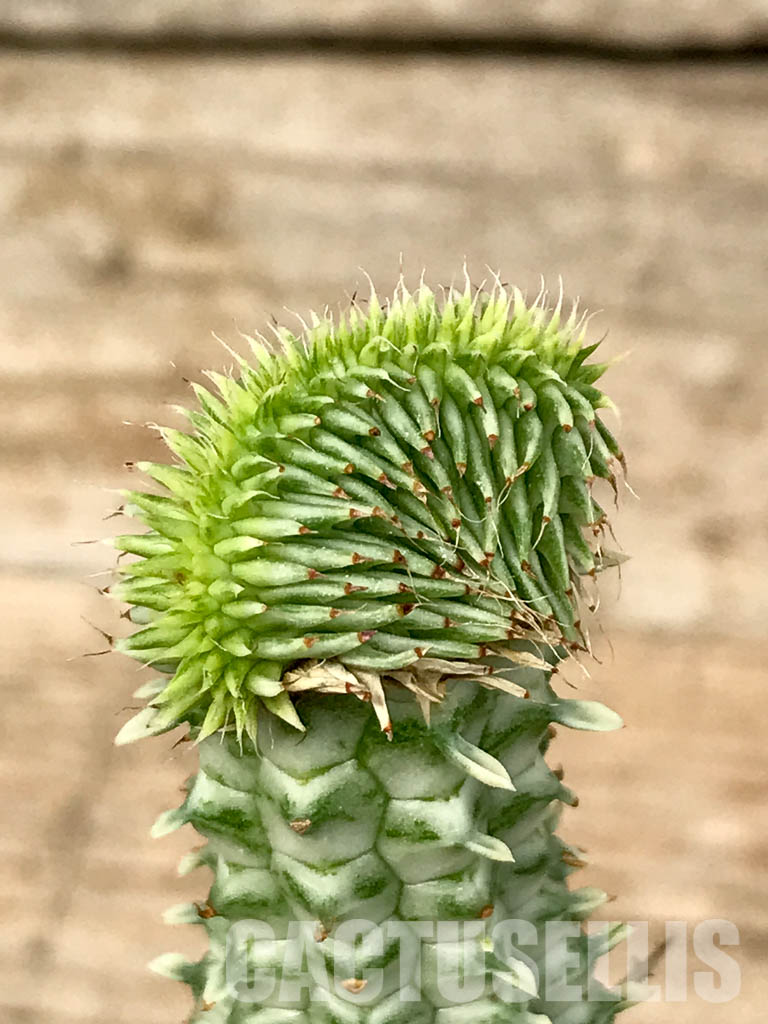 SHPR6787 Euphorbia susannae f. cristata variegata