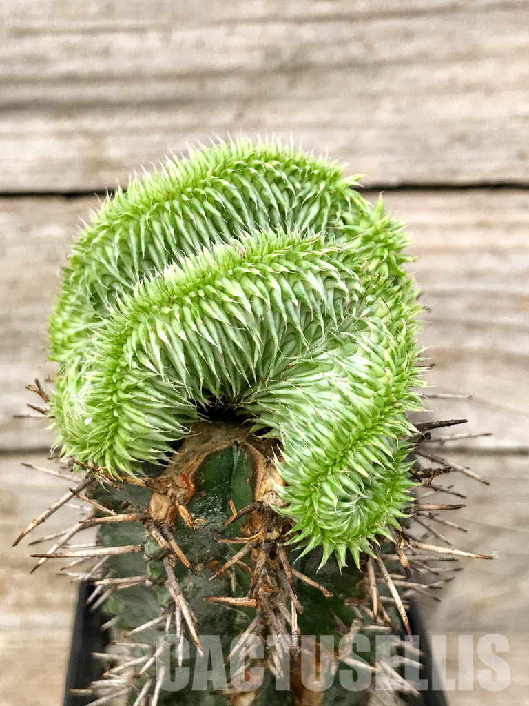 SHPR6788 Euphorbia susannae f. cristata variegata - 画像 (2)