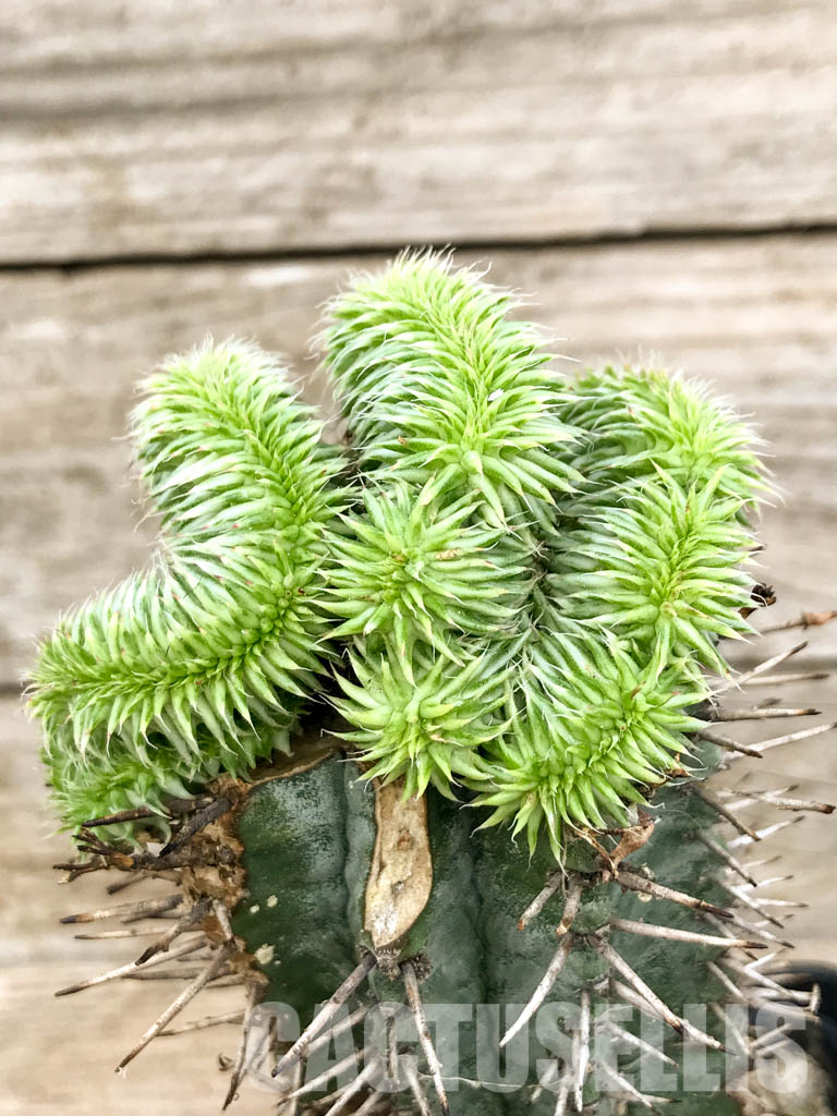 SHPR6788 Euphorbia susannae f. cristata variegata - 画像 (3)