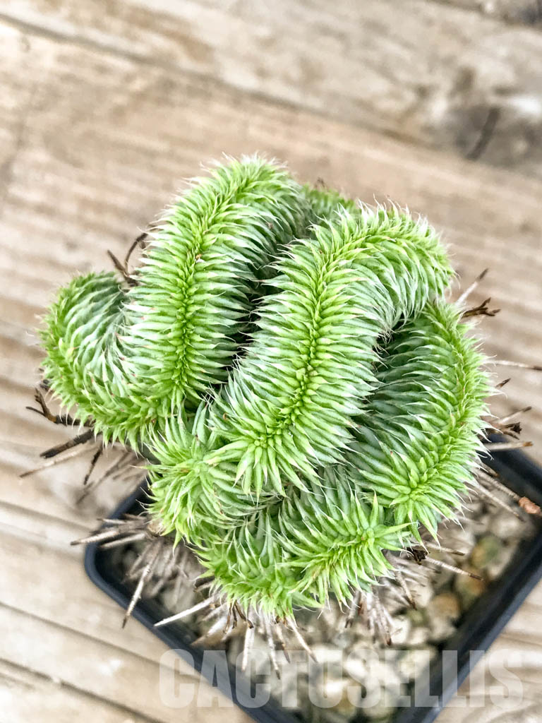 SHPR6788 Euphorbia susannae f. cristata variegata