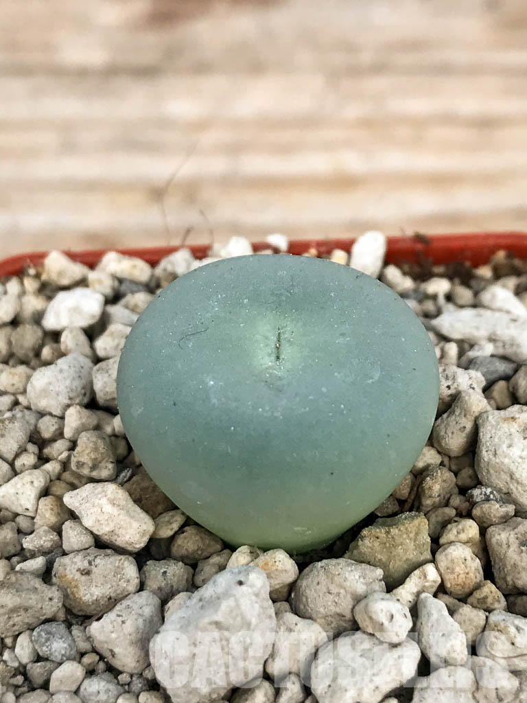 SHPR6792 Conophytum pageae 'subrisum' Dabidas - Image 2