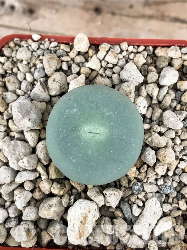 SHPR6792 Conophytum pageae 'subrisum' Dabidas - Image 3