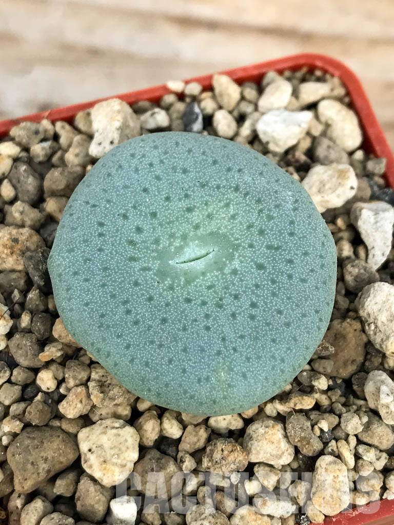 SHPR6794 Conophytum jucundum subsp. ruschii PV 1028, Rosyntjieberg - Imagen 2