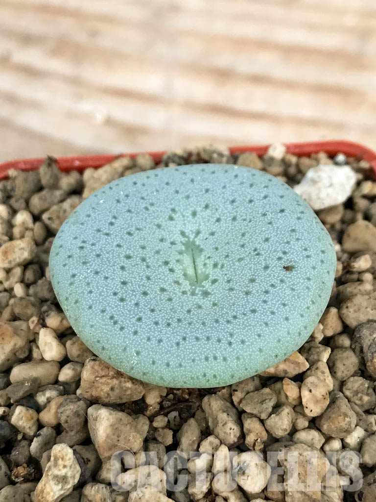 SHPR6794 Conophytum jucundum subsp. ruschii PV 1028, Rosyntjieberg - Imagen 3