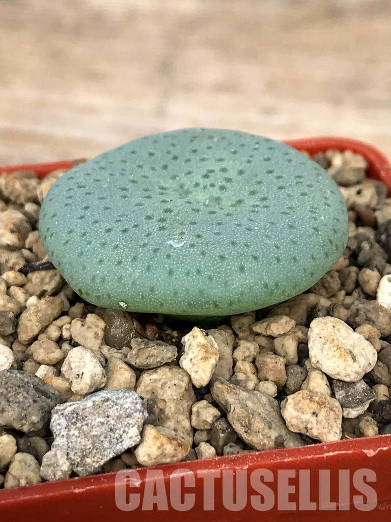 SHPR6794 Conophytum jucundum subsp. ruschii PV 1028, Rosyntjieberg - Imagen 4