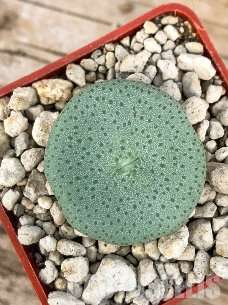 SHPR6794 Conophytum jucundum subsp. ruschii PV 1028, Rosyntjieberg