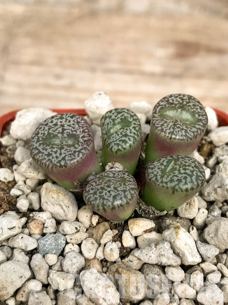 SHPR6796 Conophytum obcordellum var. ceresianum, Katbakkies, South Africa - Image 2