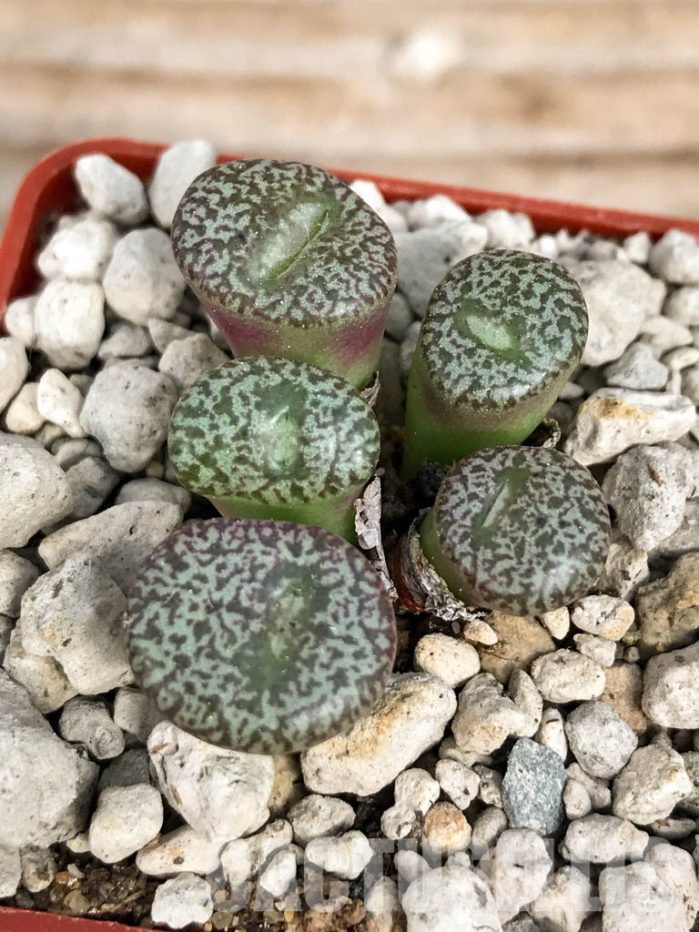 SHPR6796 Conophytum obcordellum var. ceresianum, Katbakkies, South Africa - Image 3