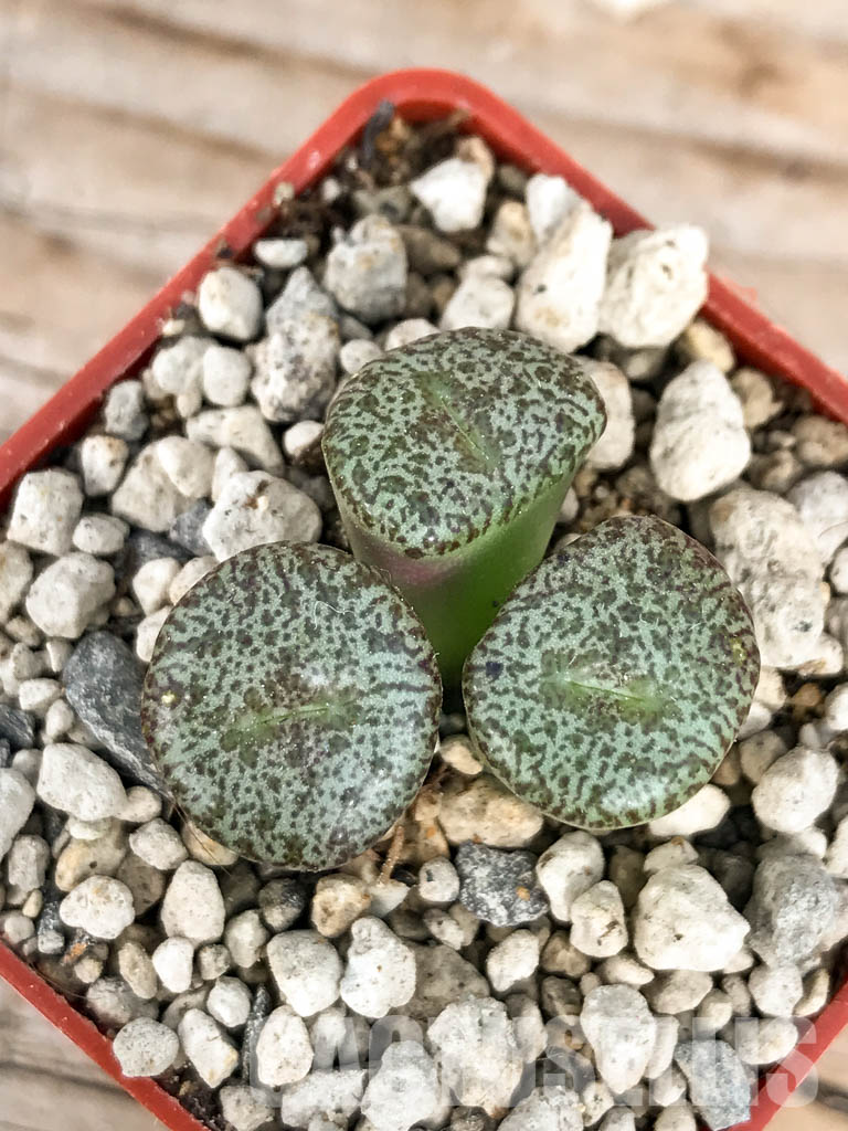 SHPR6796 Conophytum obcordellum var. ceresianum, Katbakkies, South Africa